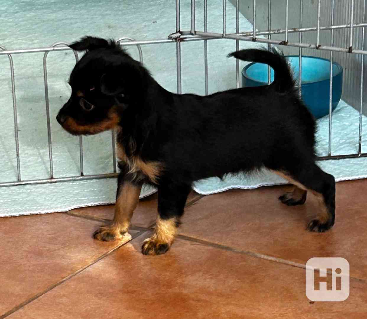 Pražský krysařík - foto 1