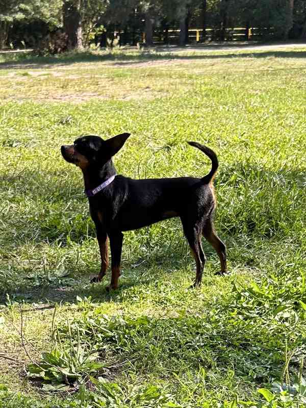 Pražský krysařík - foto 3