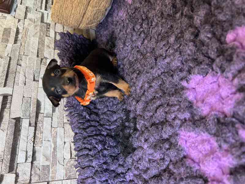 Pražský krysařík - foto 3