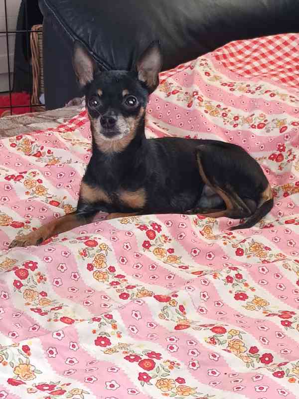 Pražský krysařík - foto 5