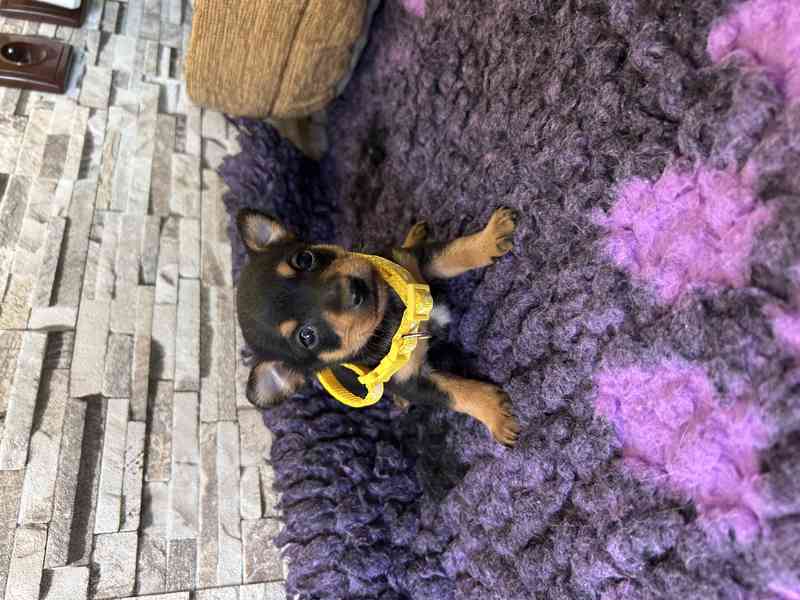 Pražský krysařík - foto 2