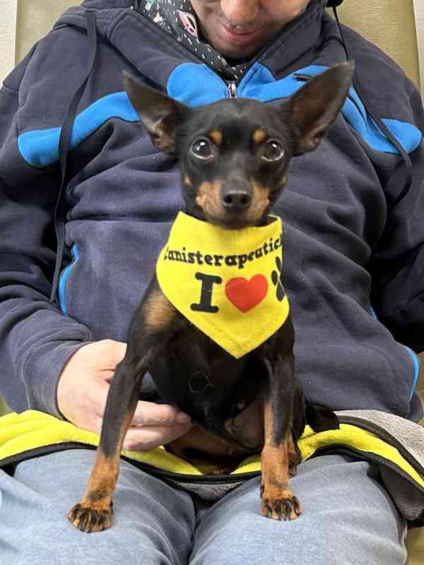 Pražský krysařík - foto 4