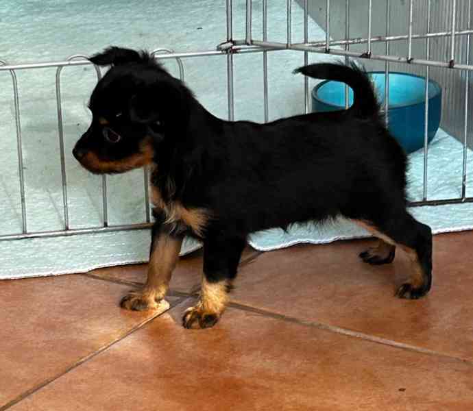 Pražský krysařík - foto 1