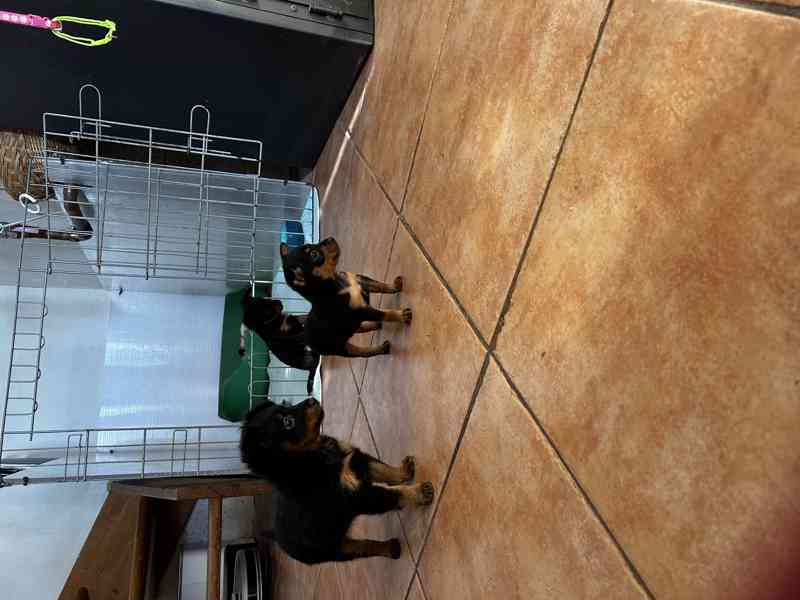 Pražský krysařík - foto 2