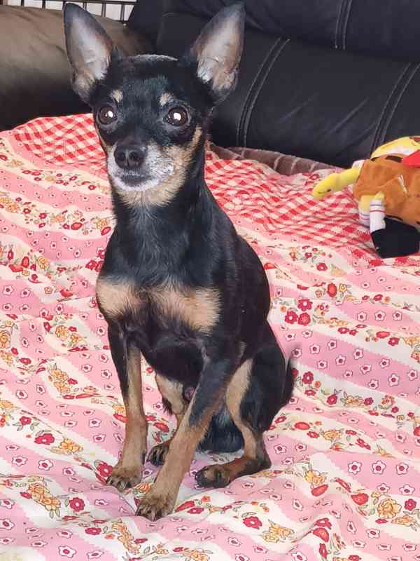 Pražský krysařík - foto 6