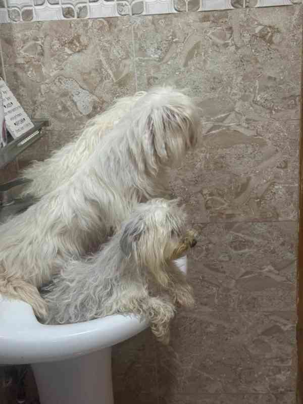 💖 Šteniatka morkie hľadajú trvalý domov! 💖 - foto 7