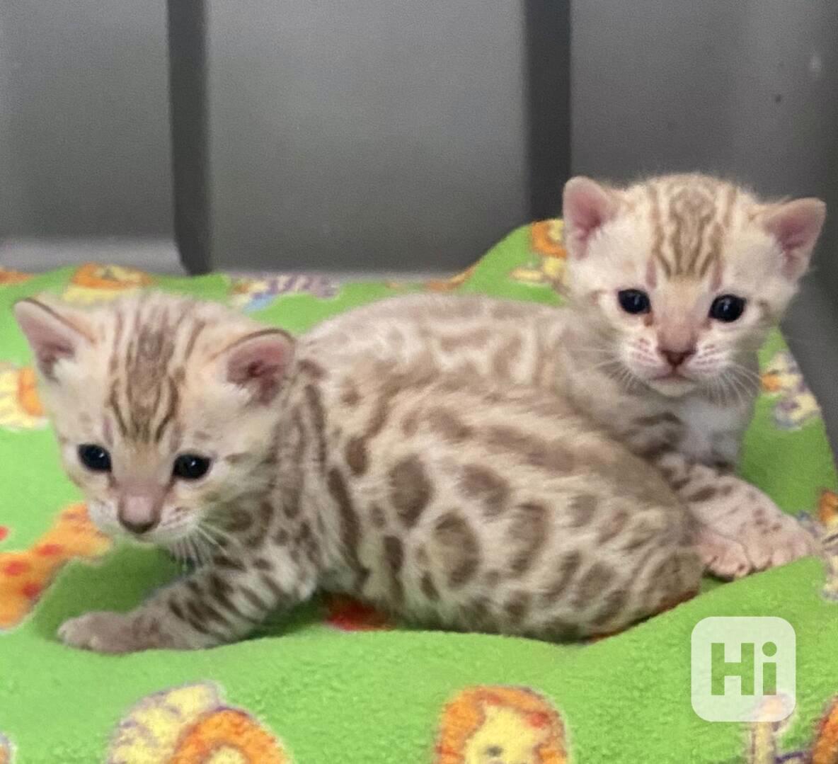 Bengálská kočka - kocourek s PP - foto 1