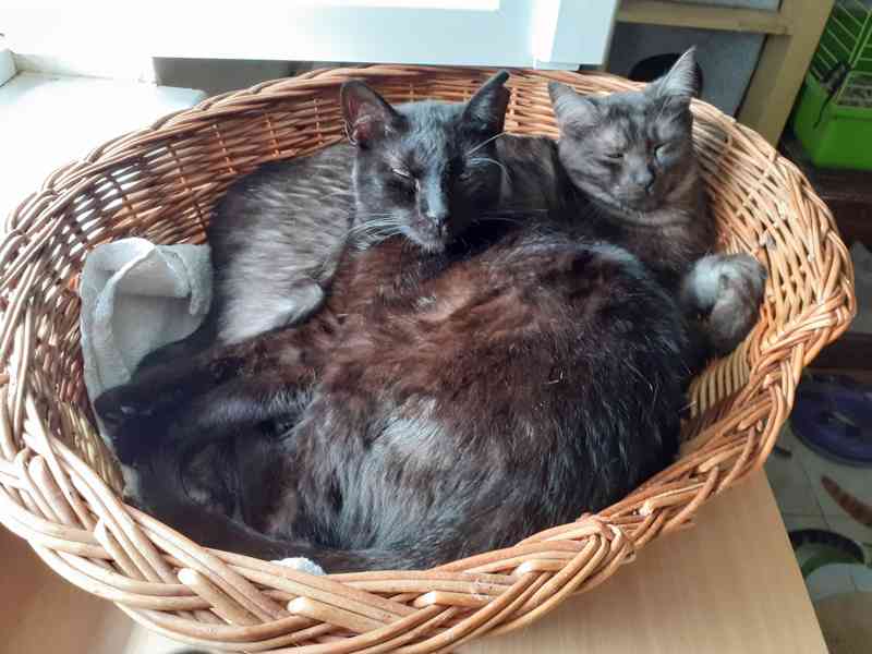 Hodný černý 3letý kocourek Tom  - foto 3