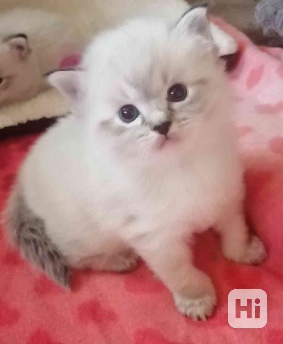 Ragdoll bez PP  - foto 1