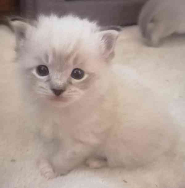Ragdoll bez PP  - foto 2