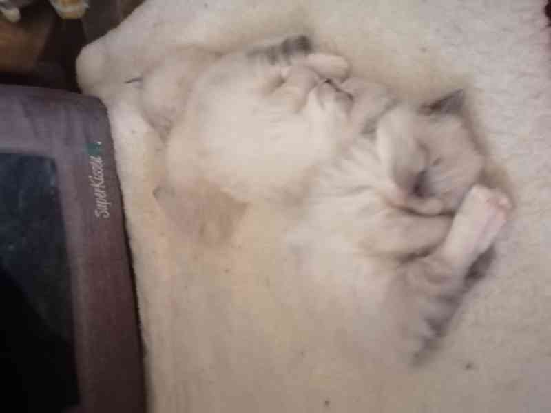 Ragdoll bez PP  - foto 4