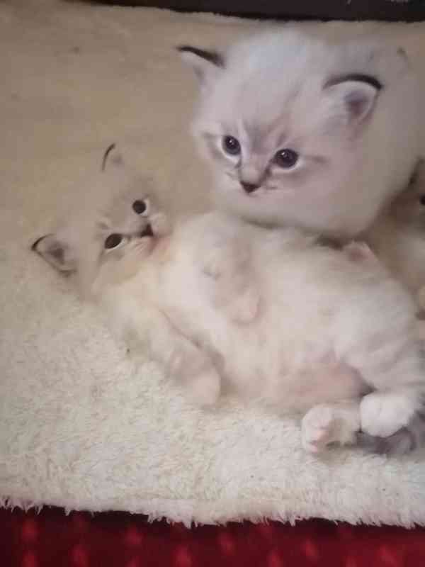 Ragdoll bez PP  - foto 6