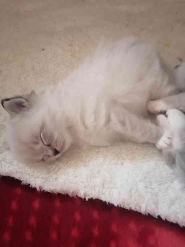 Ragdoll bez PP  - foto 7