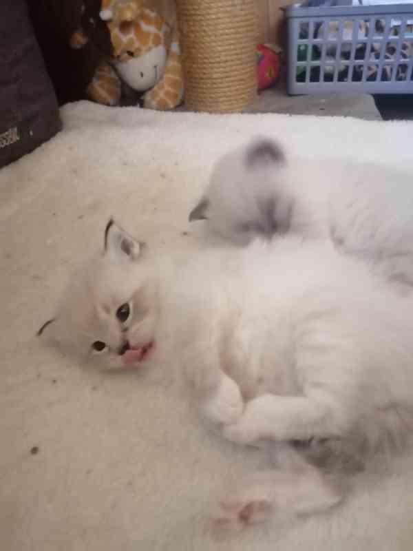 Ragdoll bez PP  - foto 9
