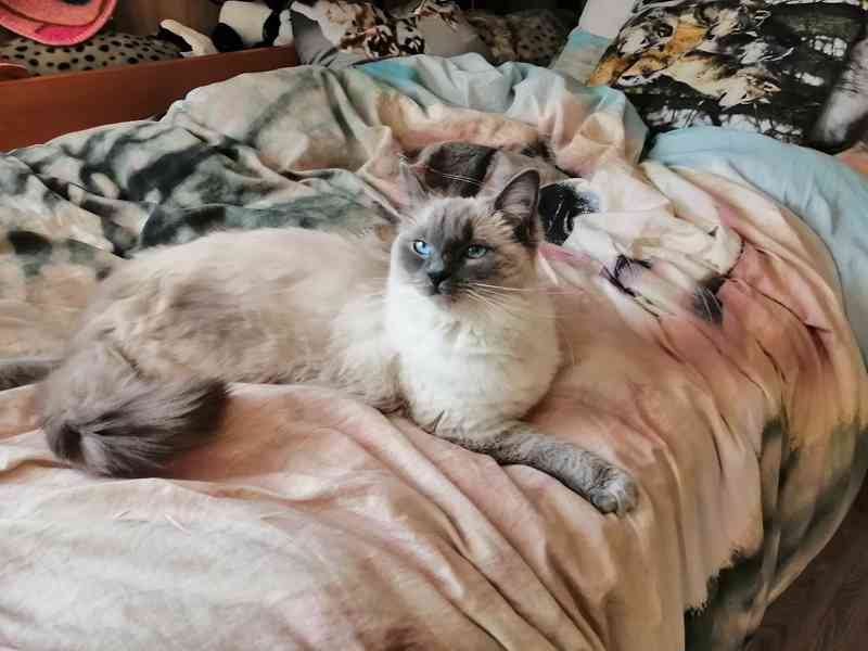 Ragdoll bez PP  - foto 11