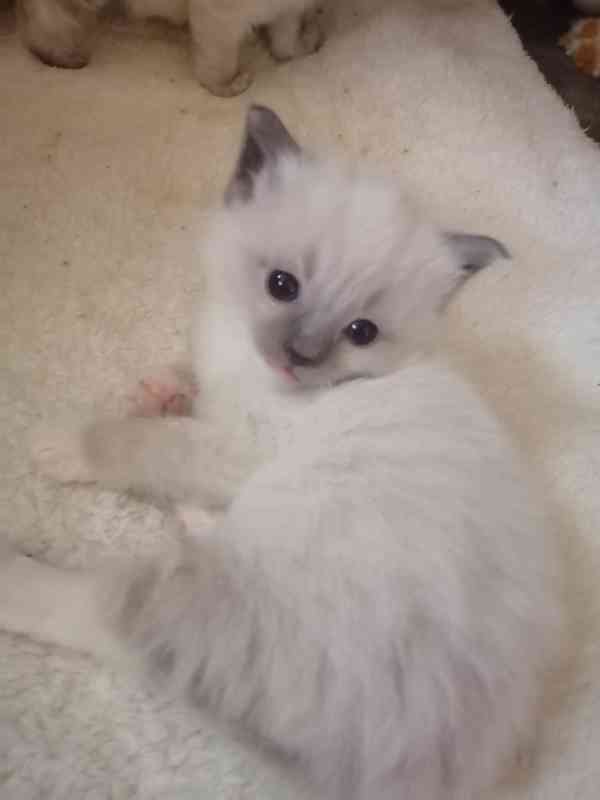 Ragdoll bez PP  - foto 3