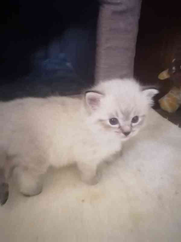 Ragdoll bez PP  - foto 5