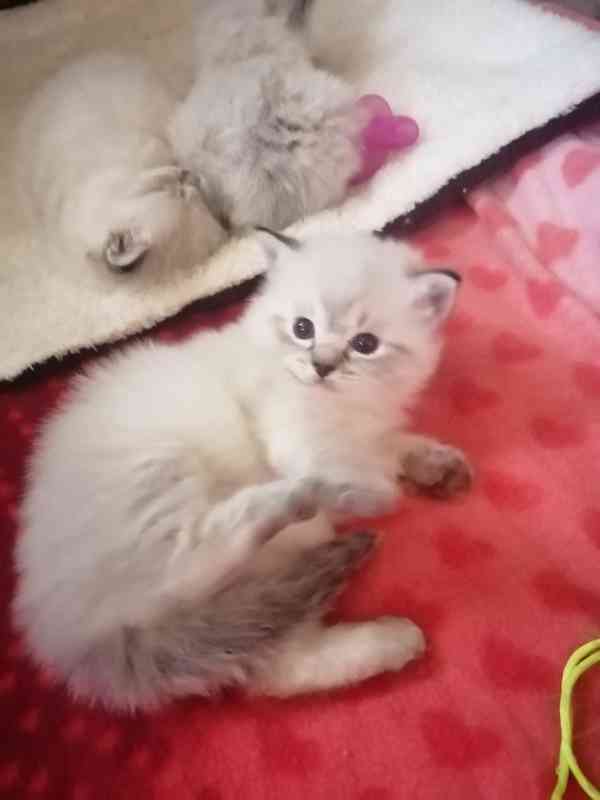 Ragdoll bez PP  - foto 8