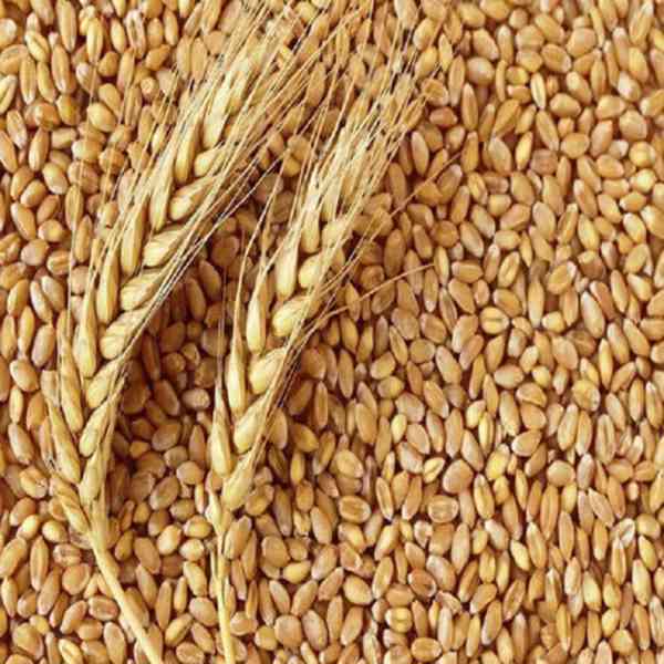 Kvalitní   Pšenice