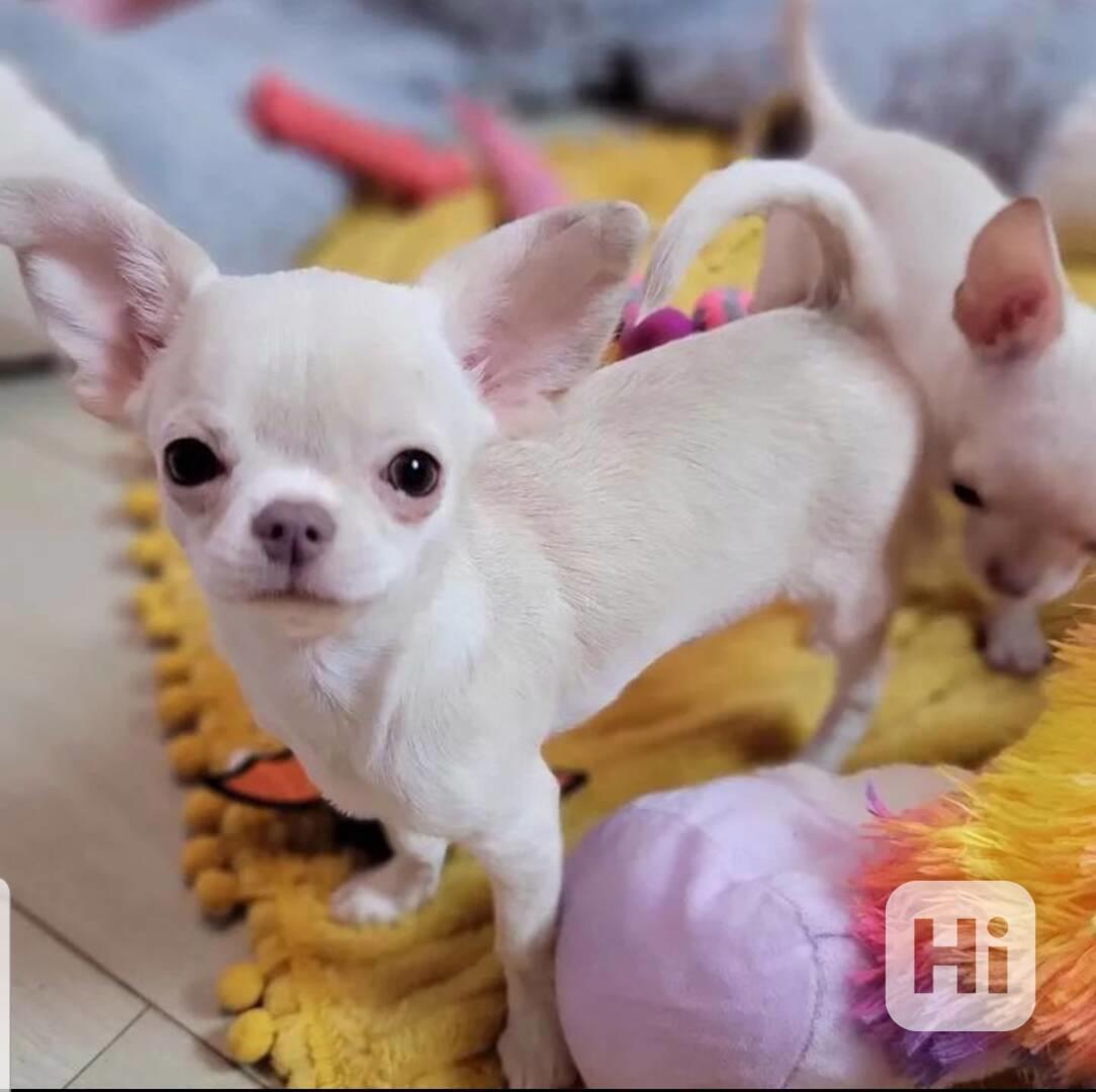  cute  shihuahua Puppies Available - foto 1
