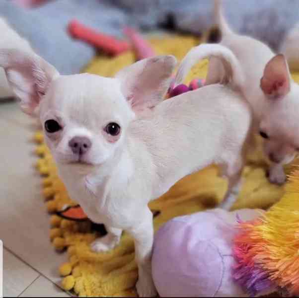  cute  shihuahua Puppies Available - foto 1