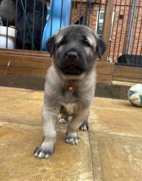 Ohromující štěňata Kangal hledající starostlivý domov - foto 3