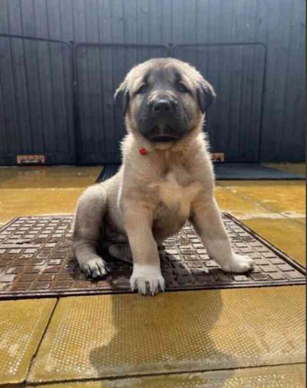 Ohromující štěňata Kangal hledající starostlivý domov - foto 2