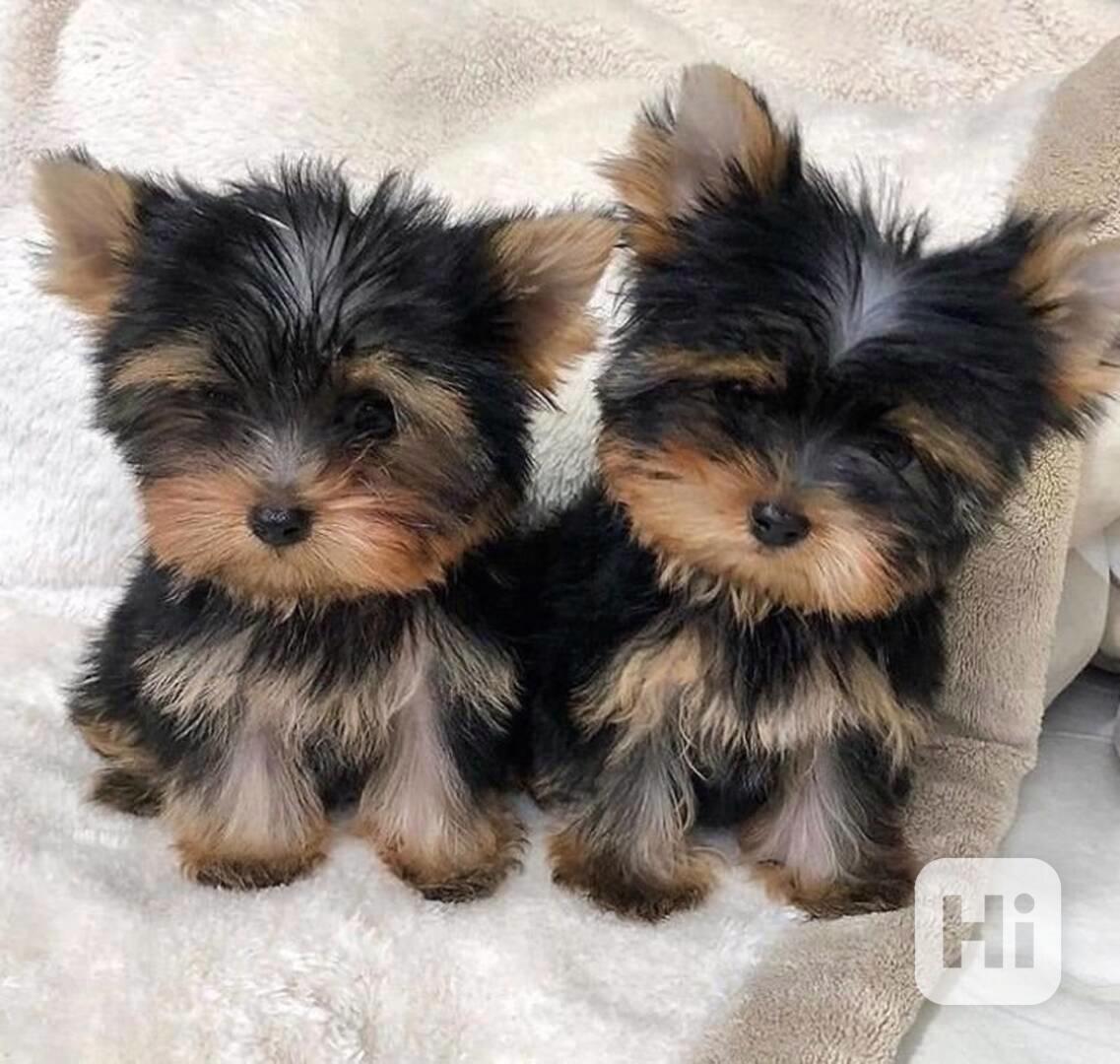 Yorkshire terrier bez PP - foto 1