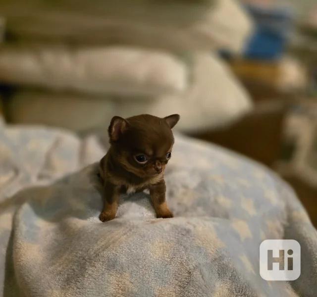 XxKvalitní štěňata čivav v čokoládové thajské chovné barvěXx - foto 1