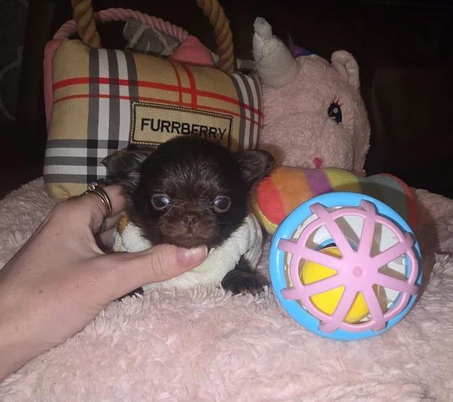 XxKvalitní štěňata čivav v čokoládové thajské chovné barvěXx - foto 4