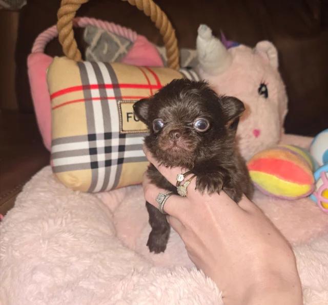 XxKvalitní štěňata čivav v čokoládové thajské chovné barvěXx - foto 3