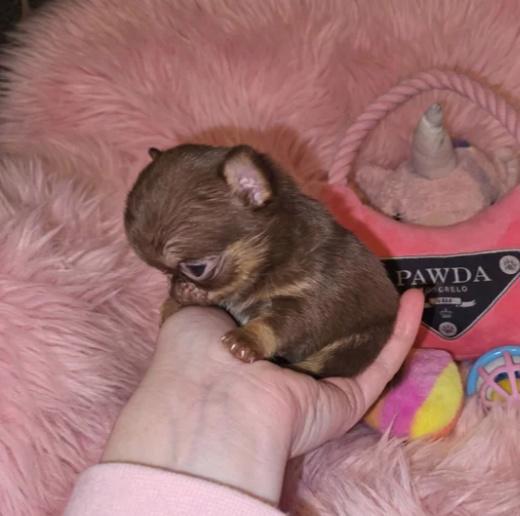 XxKvalitní štěňata čivav v čokoládové thajské chovné barvěXx - foto 6