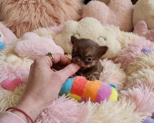 XxKvalitní štěňata čivav v čokoládové thajské chovné barvěXx - foto 2