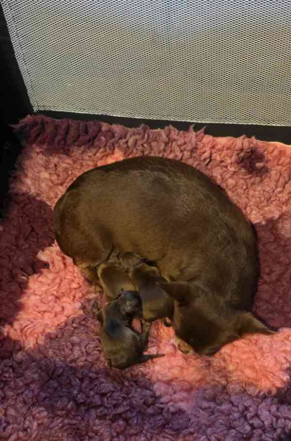 XxKvalitní štěňata čivav v čokoládové thajské chovné barvěXx - foto 5