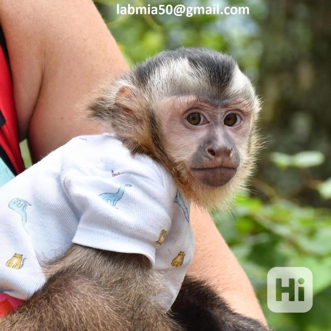 Exotická mláďata kapucínských opic na prodej - foto 1