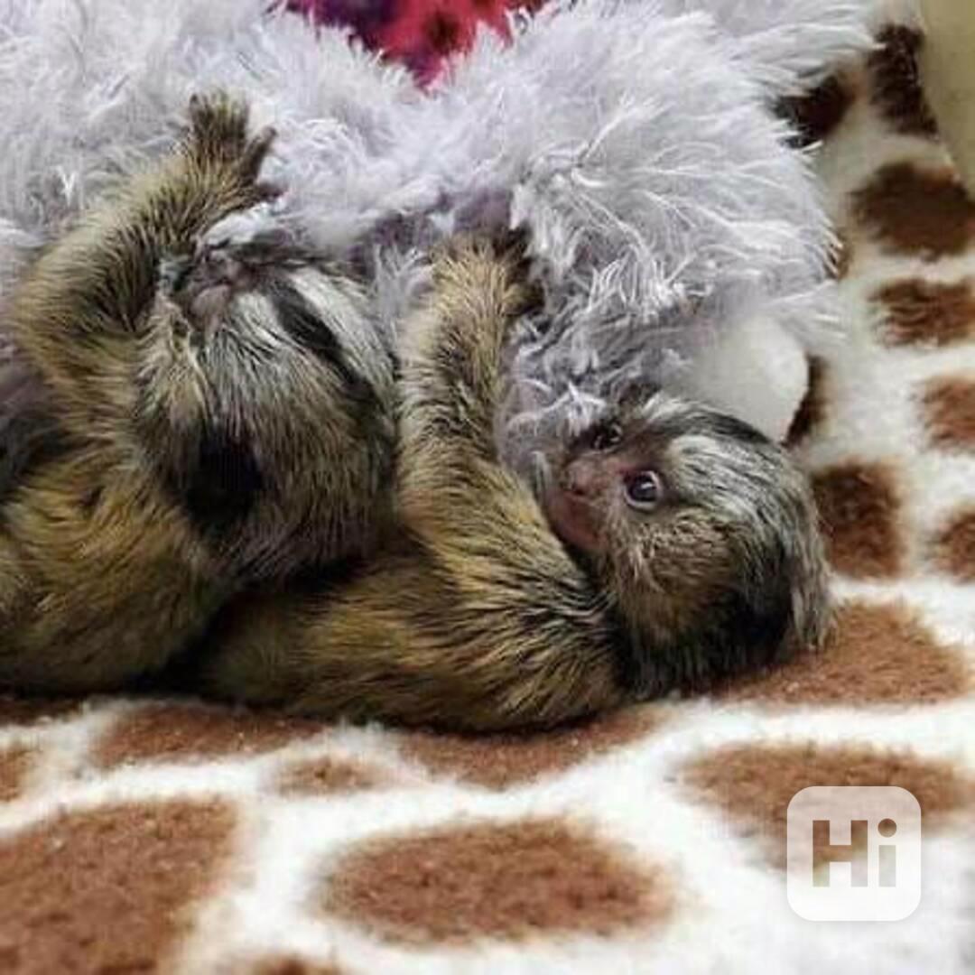 Kosmani trpasličí na prodej - foto 1