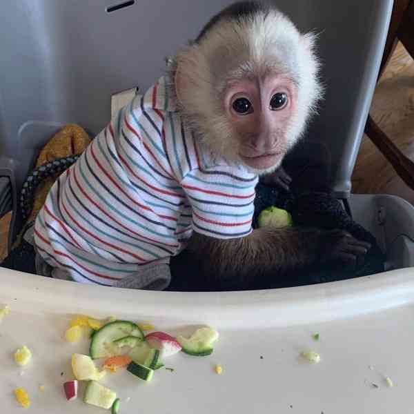 Zdarma Dítě kapucínské opice k adopci nyní zdarma - foto 1