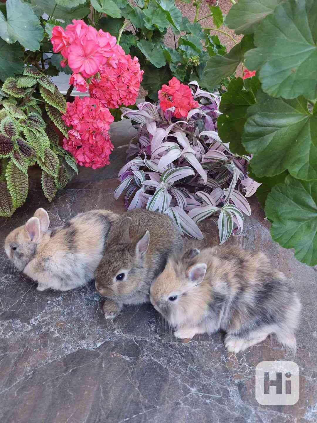 Zakrslý králík - foto 1