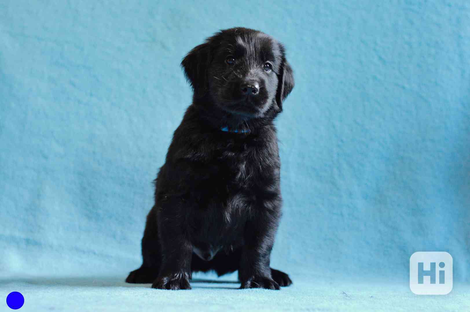 Štěně Flat coated retriever - foto 1