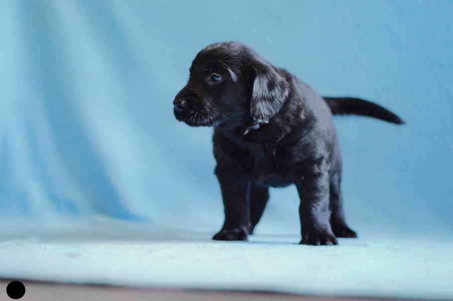 Štěně Flat coated retriever - foto 2