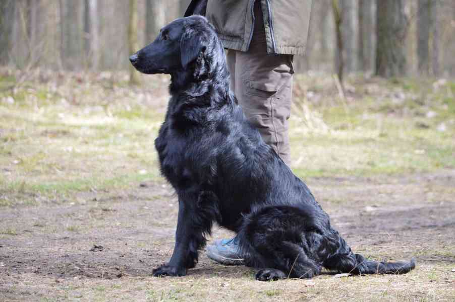 Štěně Flat coated retriever - foto 7