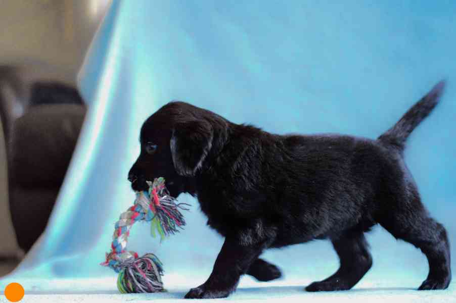 Štěně Flat coated retriever - foto 3