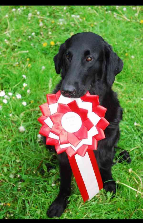 Štěně Flat coated retriever - foto 6