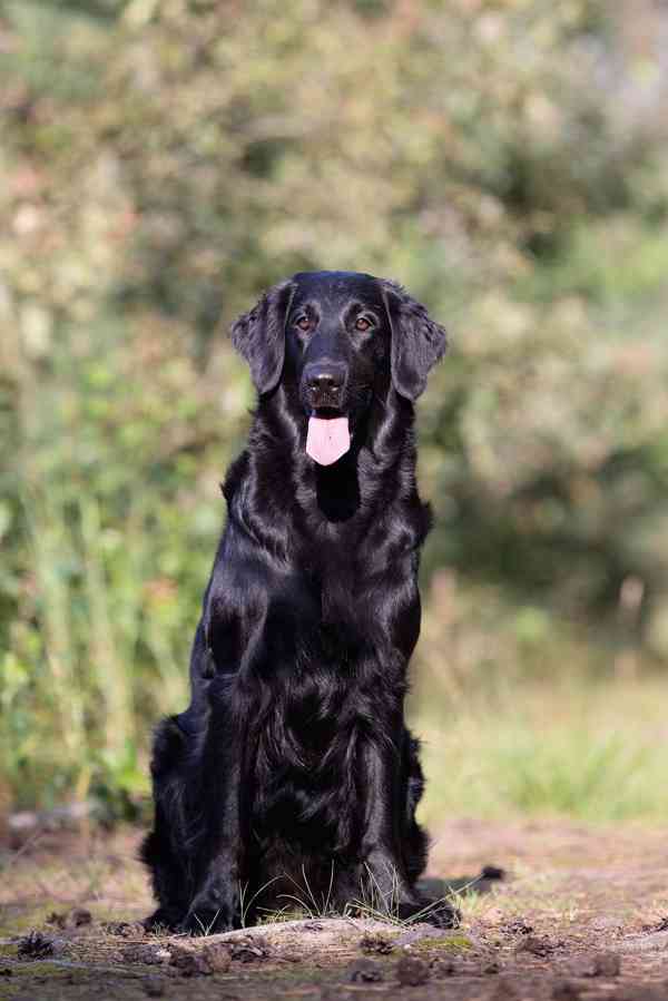 Štěně Flat coated retriever - foto 5