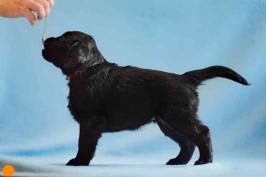 Štěně Flat coated retriever - foto 4