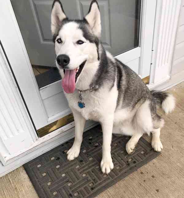  šteně sibiřský husky s pp - foto 2