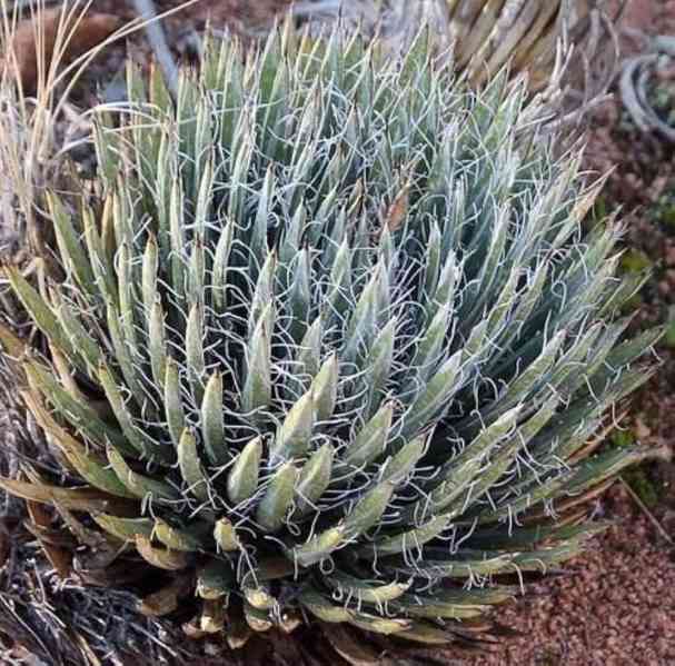 Agave toumeyana var. bella - semena