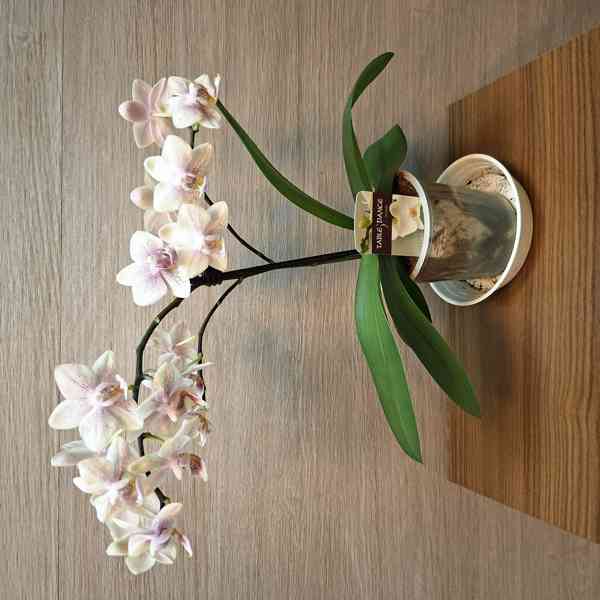 Phalaenopsis Mini - foto 2
