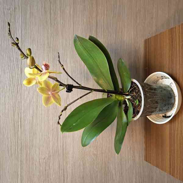 Phalaenopsis Mini - foto 2