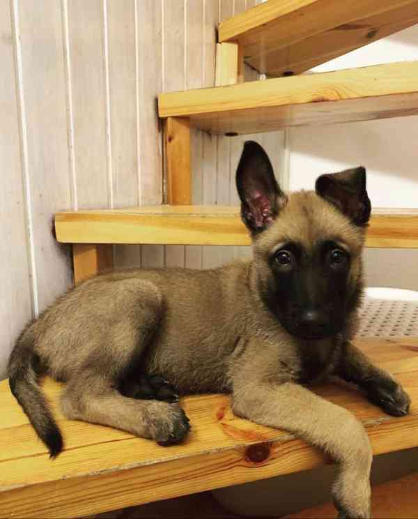 Skvělá štěňata belgického salašnického psa Malinois k dispoz - foto 1